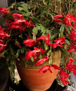 Red Christmas Cactus Live Plant, Holiday Blooming Succulent, 4-6 Inch Tall - Image 3