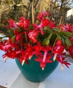 Red Christmas Cactus Live Plant, Holiday Blooming Succulent, 4-6 Inch Tall - Image 4