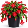 Red Christmas Cactus Live Plant, Holiday Blooming Succulent, 4-6 Inch Tall - Image 1