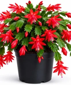 Red Christmas Cactus Live Plant, Holiday Blooming Succulent, 4-6 Inch Tall - Image 1