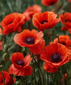 Red Corn Poppy Flower Seeds - 500 Count Pack, Bright Scarlet Blooms, Annual Outdoor - Image 2