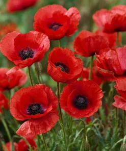 Red Corn Poppy Flower Seeds - 500 Count Pack, Bright Scarlet Blooms, Annual Outdoor - Image 3