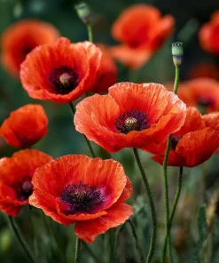 Red Corn Poppy Flower Seeds - 500 Count Pack, Bright Scarlet Blooms, Annual Outdoor - Image 4