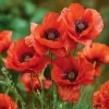 Red Corn Poppy Flower Seeds - 500 Count Pack, Bright Scarlet Blooms, Annual Outdoor - Image 1