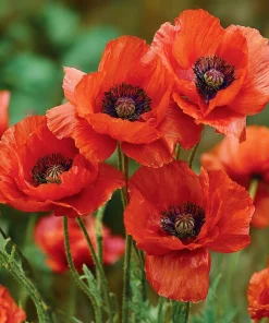 Red Corn Poppy Flower Seeds - 500 Count Pack, Bright Scarlet Blooms, Annual Outdoor - Image 1
