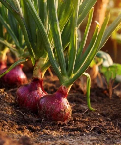 Red Creole Onion Seeds - 200 Heirloom Short Day Onions for Garden & Cooking - Image 2