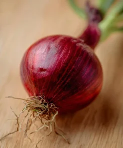 Red Creole Onion Seeds - 200 Heirloom Short Day Onions for Garden & Cooking - Image 4
