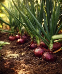 Red Creole Onion Seeds - 200 Heirloom Short Day Onions for Garden & Cooking - Image 5