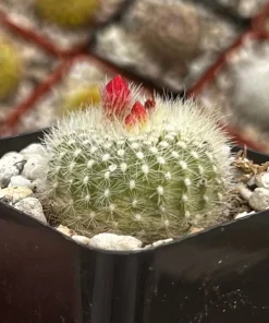 Red Crown Cactus, Rebutia Minuscula Live Plant, Blooming Cactus in 4