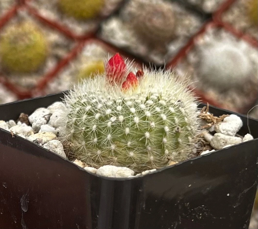 Red Crown Cactus, Rebutia Minuscula Live Plant, Blooming Cactus in 4" Pot - Image 10