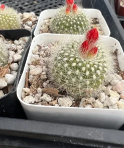 Red Crown Cactus, Rebutia Minuscula Live Plant, Blooming Cactus in 4
