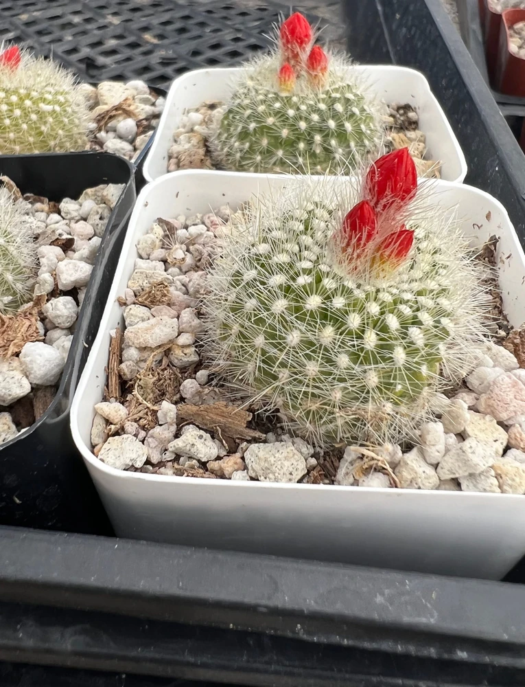 Red Crown Cactus, Rebutia Minuscula Live Plant, Blooming Cactus in 4" Pot - Image 11