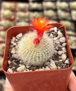 Red Crown Cactus, Rebutia Minuscula Live Plant, Blooming Cactus in 4" Pot - Image 2