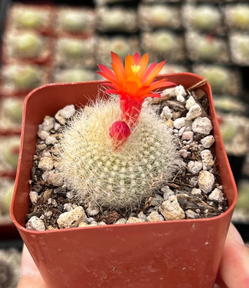 Red Crown Cactus, Rebutia Minuscula Live Plant, Blooming Cactus in 4" Pot - Image 2