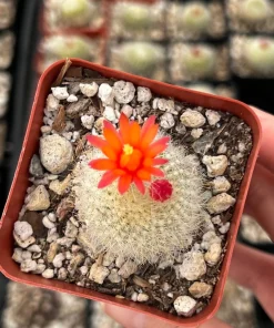 Red Crown Cactus, Rebutia Minuscula Live Plant, Blooming Cactus in 4