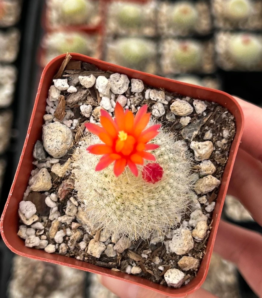 Red Crown Cactus, Rebutia Minuscula Live Plant, Blooming Cactus in 4" Pot - Image 3