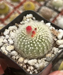 Red Crown Cactus, Rebutia Minuscula Live Plant, Blooming Cactus in 4