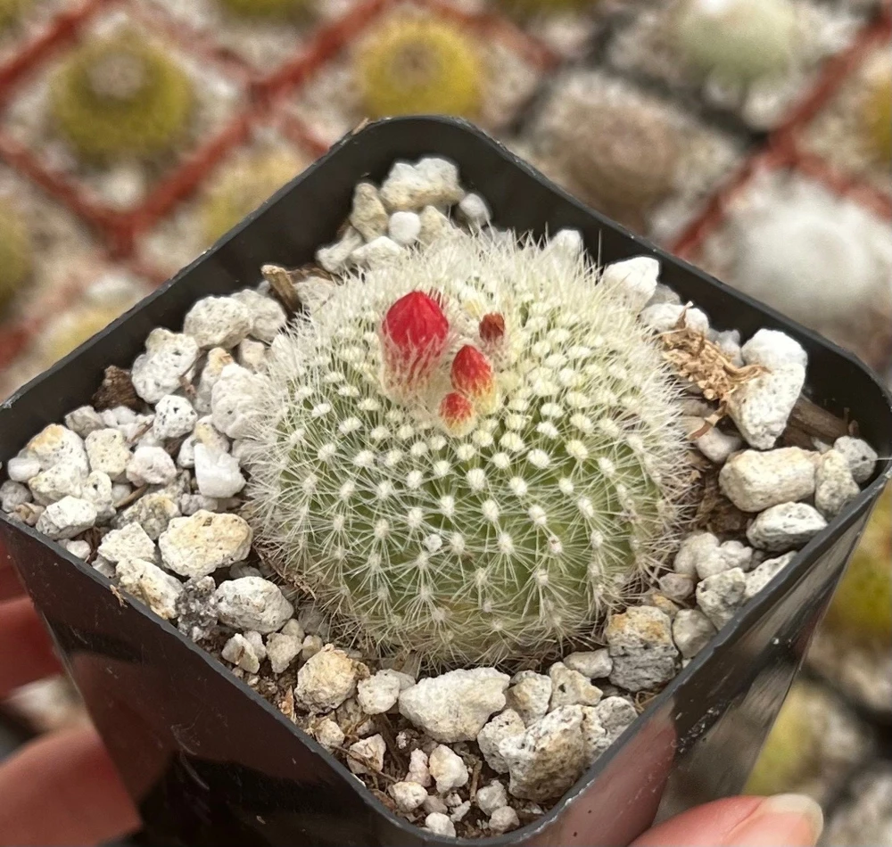 Red Crown Cactus, Rebutia Minuscula Live Plant, Blooming Cactus in 4" Pot - Image 4