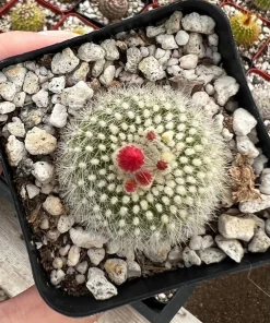 Red Crown Cactus, Rebutia Minuscula Live Plant, Blooming Cactus in 4
