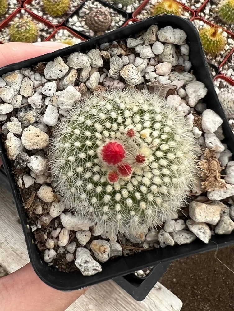 Red Crown Cactus, Rebutia Minuscula Live Plant, Blooming Cactus in 4" Pot - Image 5