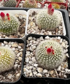 Red Crown Cactus, Rebutia Minuscula Live Plant, Blooming Cactus in 4