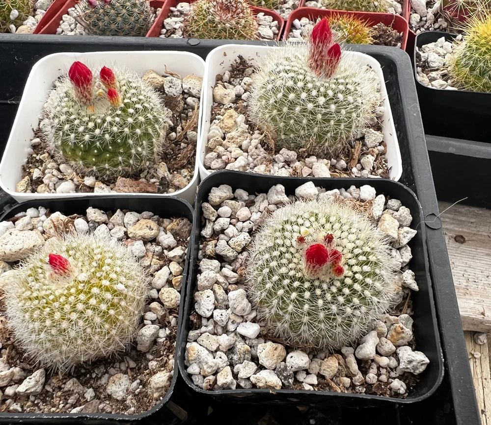Red Crown Cactus, Rebutia Minuscula Live Plant, Blooming Cactus in 4" Pot - Image 6
