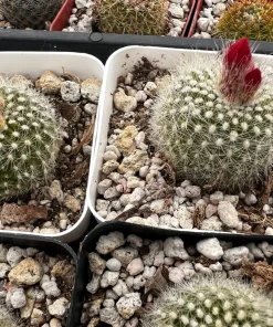 Red Crown Cactus, Rebutia Minuscula Live Plant, Blooming Cactus in 4