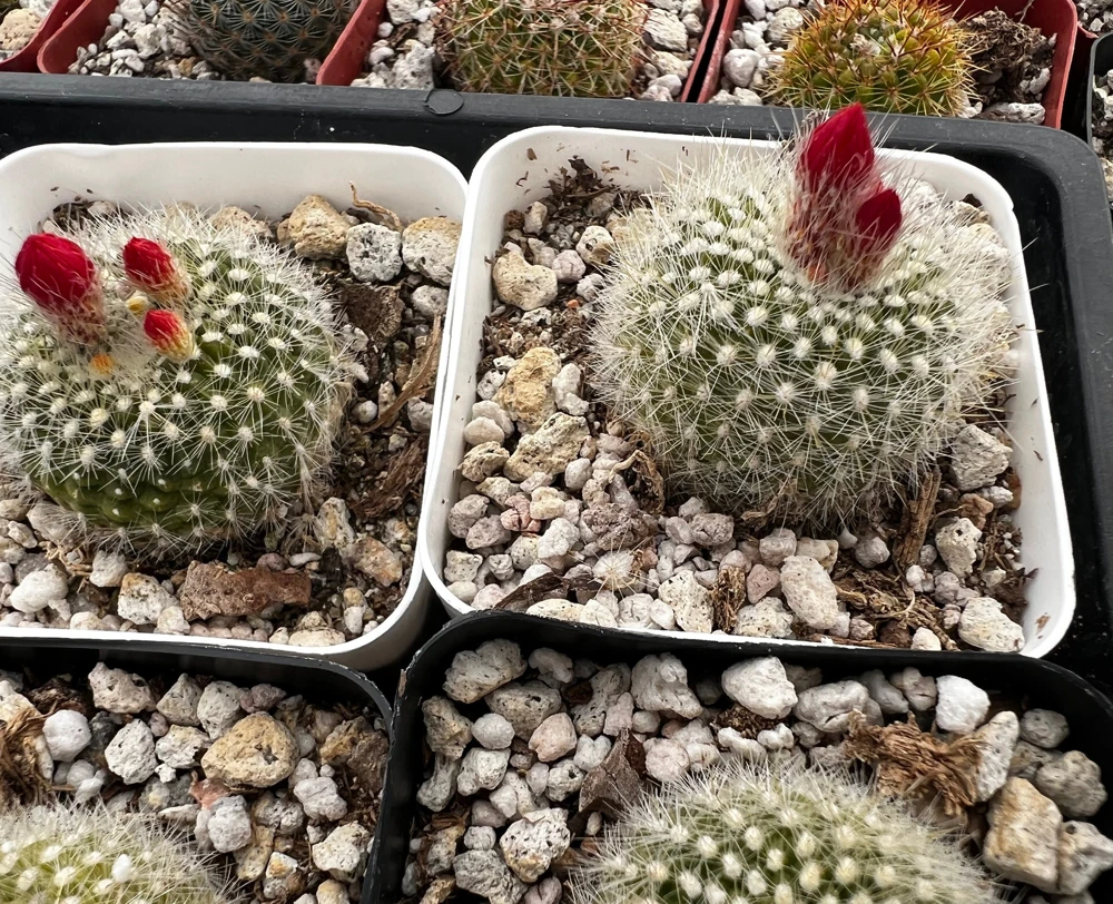 Red Crown Cactus, Rebutia Minuscula Live Plant, Blooming Cactus in 4" Pot - Image 7