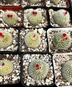Red Crown Cactus, Rebutia Minuscula Live Plant, Blooming Cactus in 4