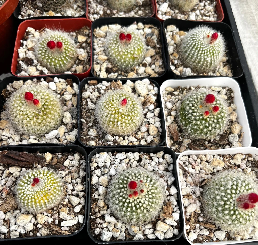 Red Crown Cactus, Rebutia Minuscula Live Plant, Blooming Cactus in 4" Pot - Image 8