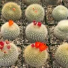 Red Crown Cactus, Rebutia Minuscula Live Plant, Blooming Cactus in 4" Pot - Image 1