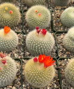 Red Crown Cactus, Rebutia Minuscula Live Plant, Blooming Cactus in 4" Pot - Image 1