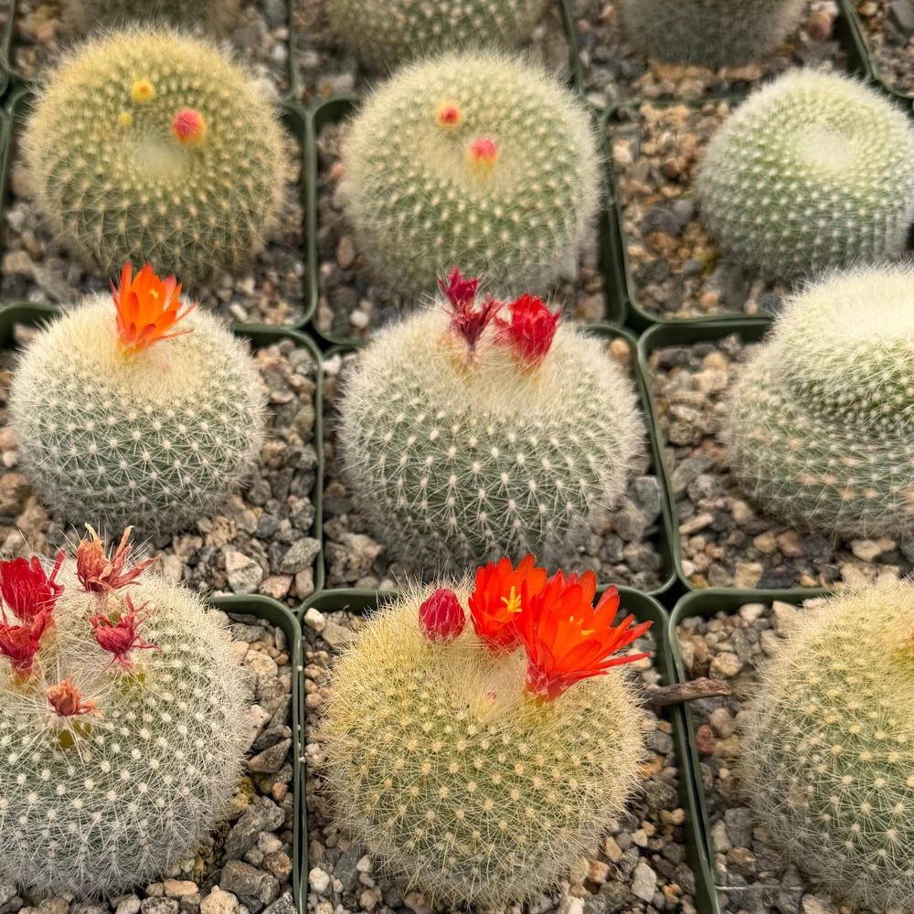 Red Crown Cactus, Rebutia Minuscula Live Plant, Blooming Cactus in 4" Pot - Image 1