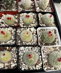 Red Crown Cactus, Rebutia Minuscula Live Plant, Blooming Cactus in 4
