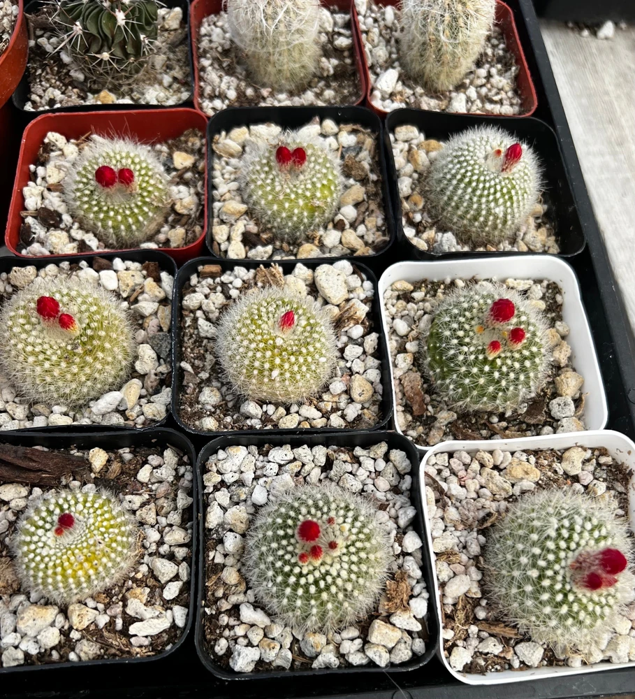 Red Crown Cactus, Rebutia Minuscula Live Plant, Blooming Cactus in 4" Pot - Image 9