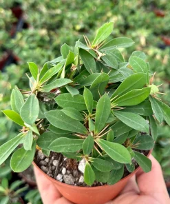 Red Crown of Thorns Cactus Live Plant - Euphorbia Milii - 4 inch Pot - Exotic Succulent - Image 2