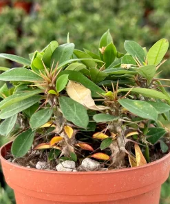 Red Crown of Thorns Cactus Live Plant - Euphorbia Milii - 4 inch Pot - Exotic Succulent - Image 3
