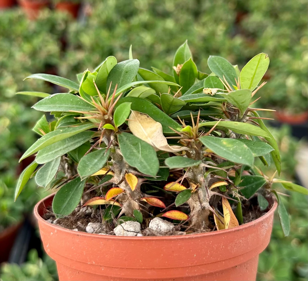 Red Crown of Thorns Cactus Live Plant - Euphorbia Milii - 4 inch Pot - Exotic Succulent - Image 3