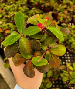 Red Crown of Thorns Cactus Live Plant - Euphorbia Milii - 4 inch Pot - Exotic Succulent - Image 4