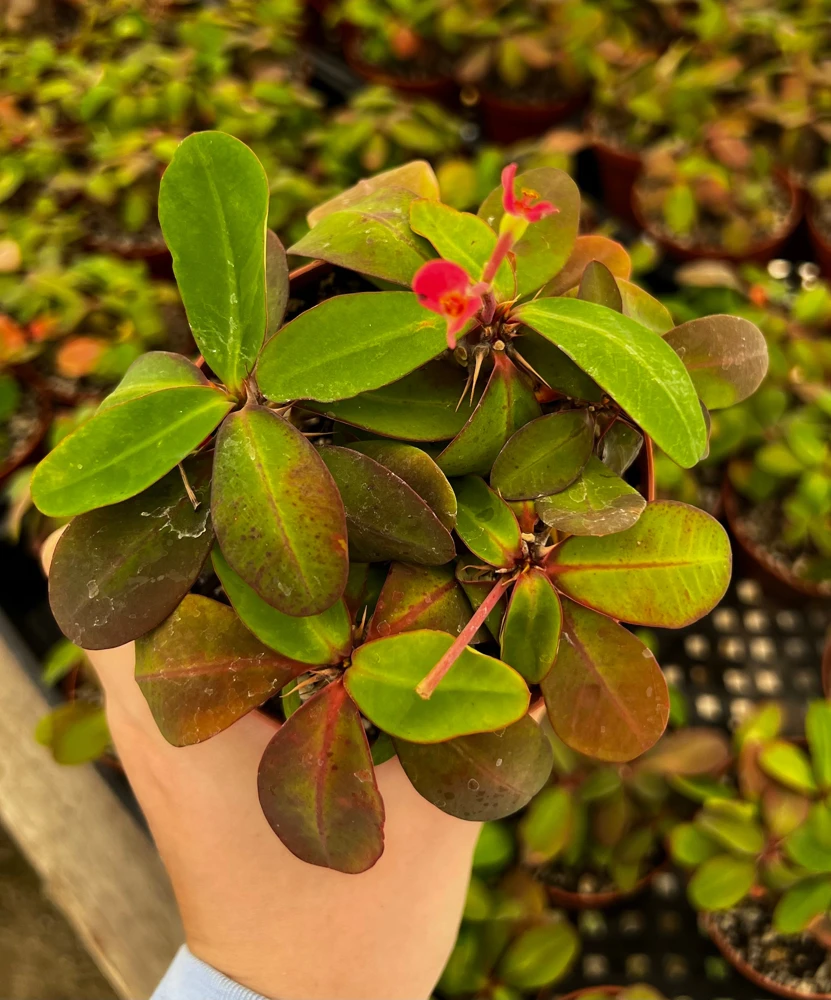 Red Crown of Thorns Cactus Live Plant - Euphorbia Milii - 4 inch Pot - Exotic Succulent - Image 4