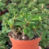 Red Crown of Thorns Cactus Live Plant - Euphorbia Milii - 4 inch Pot - Exotic Succulent - Image 1