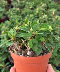 Red Crown of Thorns Cactus Live Plant - Euphorbia Milii - 4 inch Pot - Exotic Succulent - Image 1