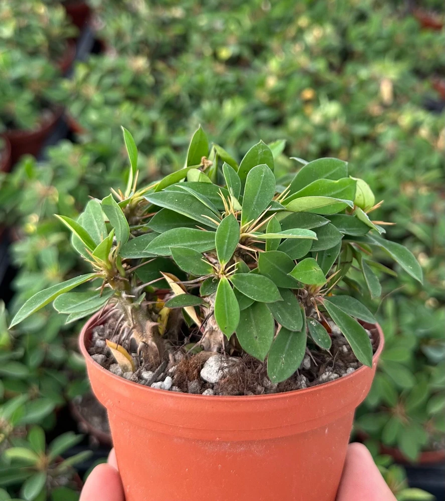 Red Crown of Thorns Cactus Live Plant - Euphorbia Milii - 4 inch Pot - Exotic Succulent - Image 1