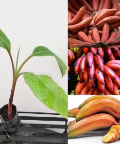 Red Cuban Banana Tree Live Plant - 6-8 inch Starter - Tropical Fruit Tree - Image 1