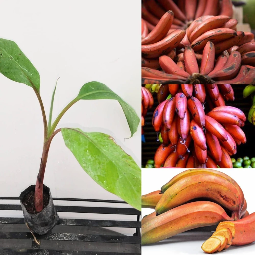 Red Cuban Banana Tree Live Plant - 6-8 inch Starter - Tropical Fruit Tree - Image 1