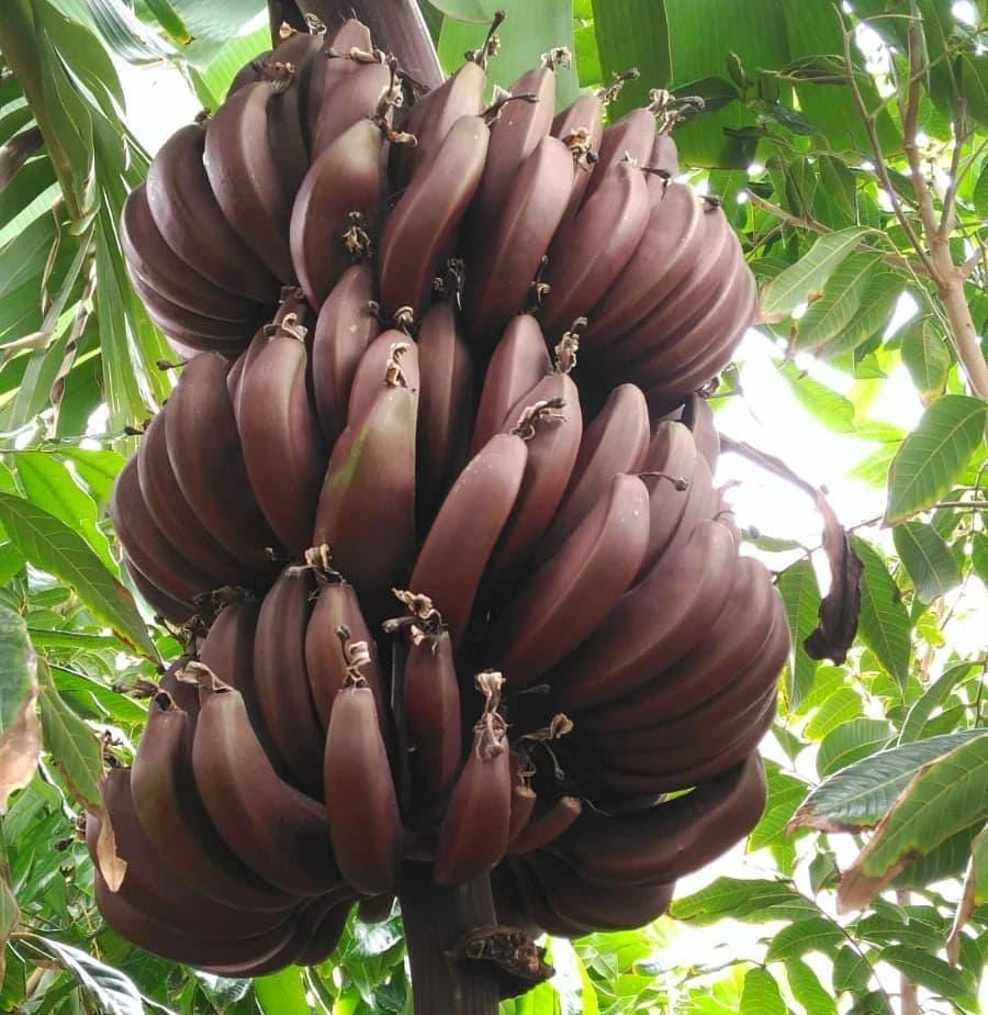 Red Cuban Banana Tree Live Plant - 6-8 inch Starter - Tropical Fruit Tree - Image 2