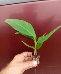 Red Cuban Banana Tree Live Plant - 6-8 inch Starter - Tropical Fruit Tree - Image 3