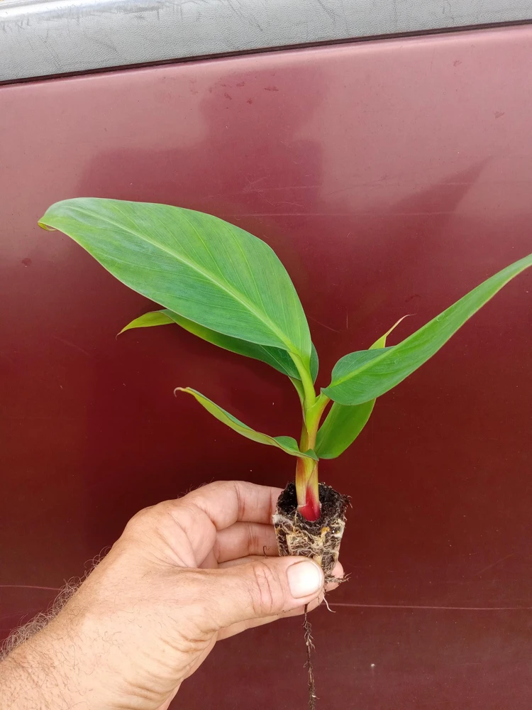 Red Cuban Banana Tree Live Plant - 6-8 inch Starter - Tropical Fruit Tree - Image 3
