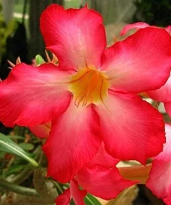 Red Desert Rose Live Plant - Adenium Obesum Starter Flower - Image 3