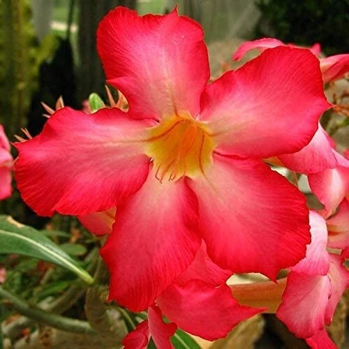 Red Desert Rose Live Plant - Adenium Obesum Starter Flower - Image 3